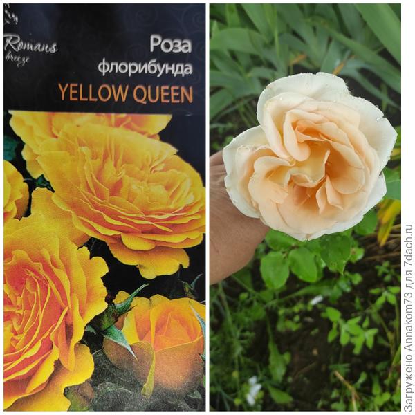 И здесь листья и цветок похож, а цвет не тот