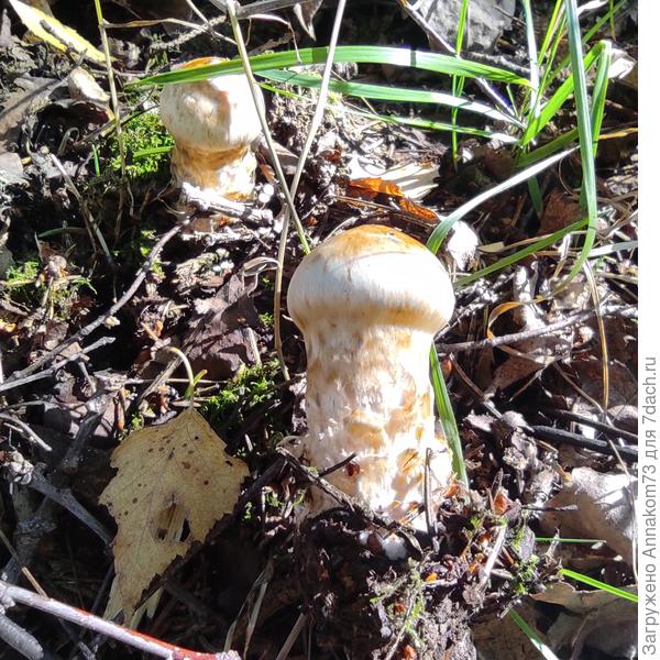 Паутинник жёлтый