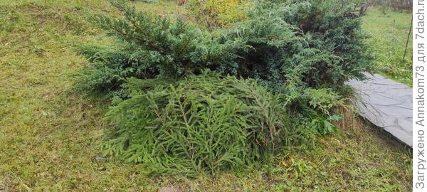 Лапник ждёт применения