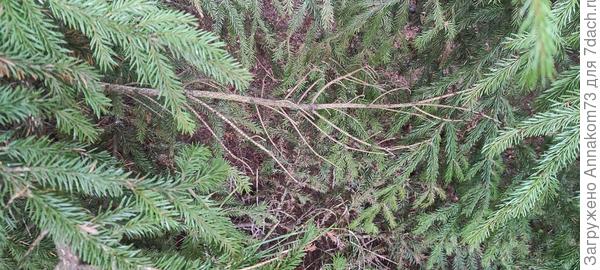 А вот ветки где тесно и ёлки растут близко друг у другу