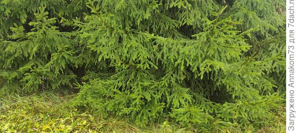 Пушистые ветки ёлок на опушках