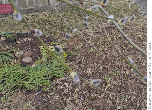 Укрытие тюльпанов по весне лапником, снятым с роз