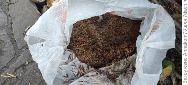 Собранные иголки для мульчирования
