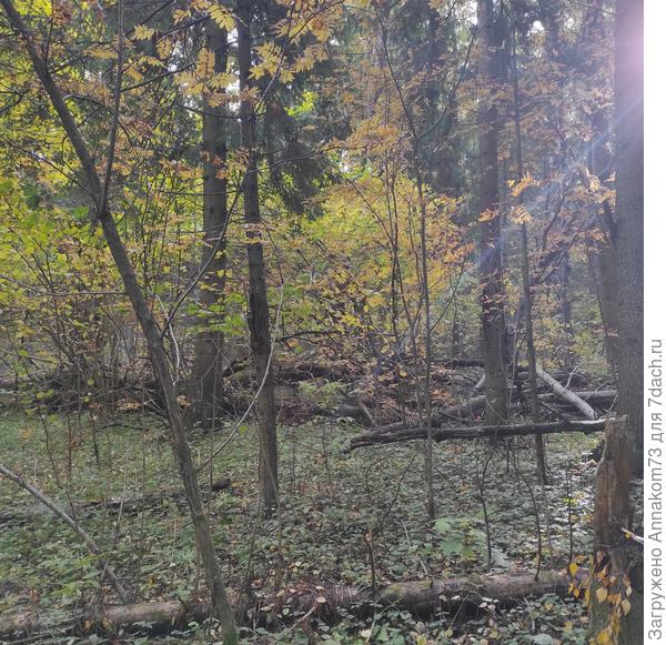 У ёлок в лесу нижних веток нет, голые стволы метра три высотой