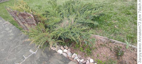 Можжевельник