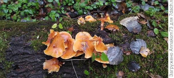 Фламмулина