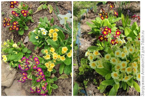 На правой фото с левой стороны от жёлтого куста самосев.