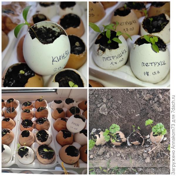 Рассада и пересадка в грунт петрушки.