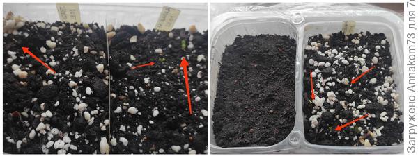 Гигантелла, Красная шапочка, клюква, Гребешок (слева на право)