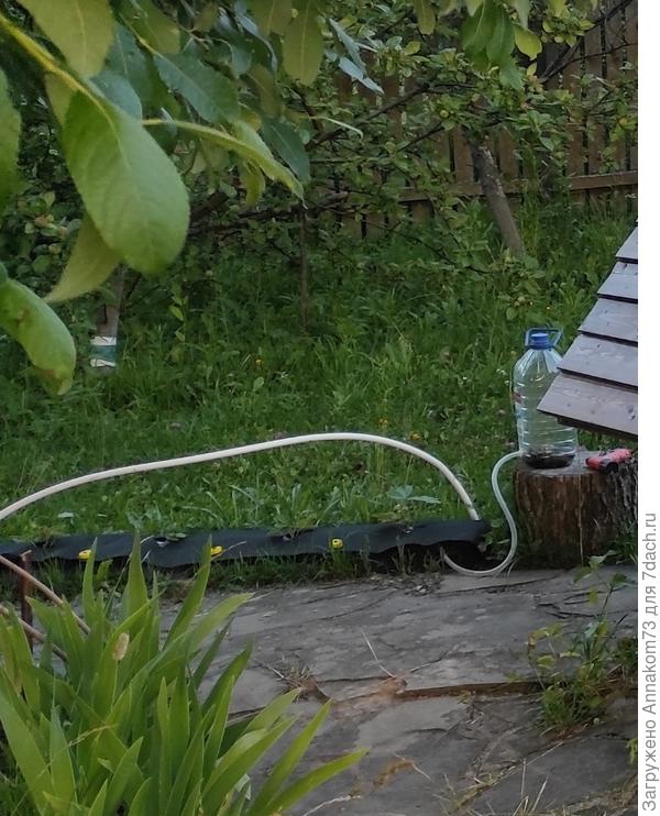 Трубка заведена под укрывной, чтобы не зеленела.