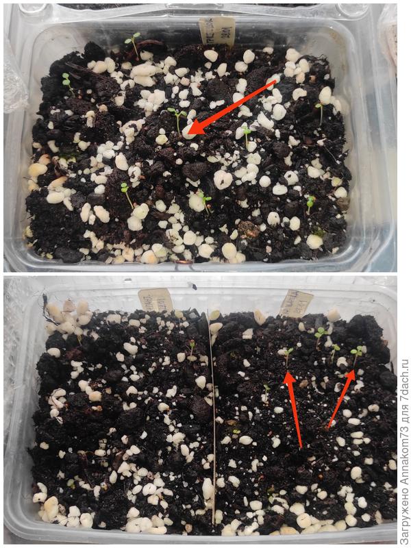 Вверху гребешок. Внизу слева Гигантелла, справа красная шапочка.