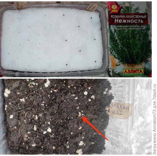 Посадка на снег 18.02. Порастание корешков 26.02