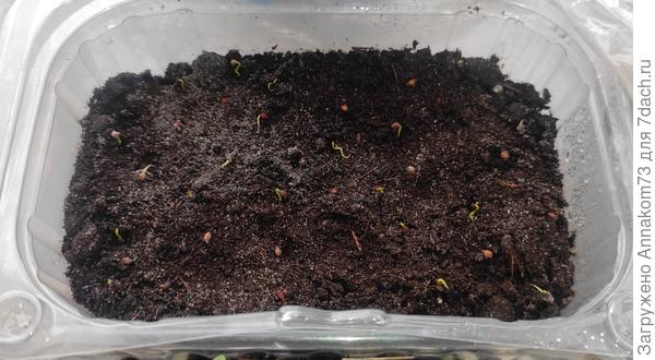 Клюква тоже активно прорастает