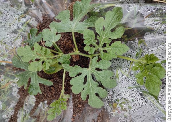 Посаженный арбуз