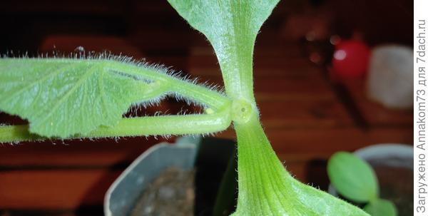 Подвой тыква россиянка.