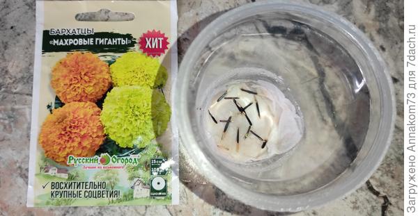 Взошли только одиного сорта, но зато довольно дружно