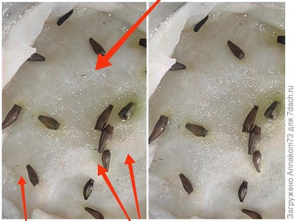 Бегают быстро. Смена их дислокации при повторной съемке через несколько секунд очевидно показывает на их перемещение