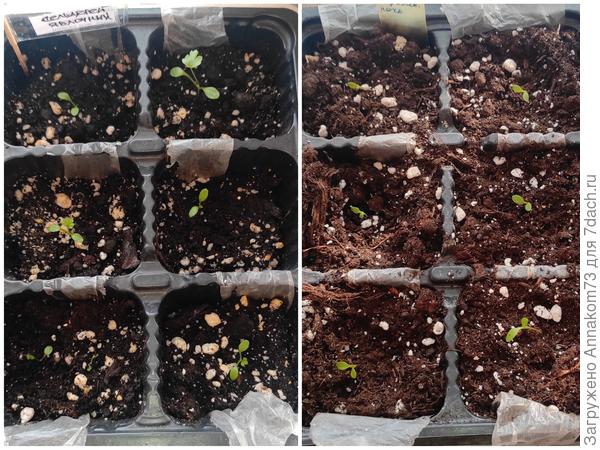 Корневой сельдерей. Яблочный слева, королевская ночь справа.