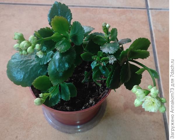 Каланхоэ из черенков, стоит не даче.