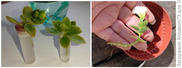 Черенкование каланхоэ