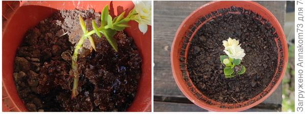 Посадка черенков каланхоэ