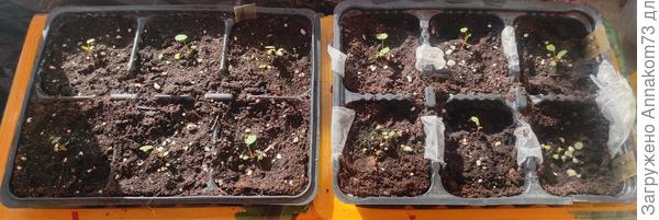 Слева Гребешок, справа вверху Красная шапочка, под ней Гигантелла