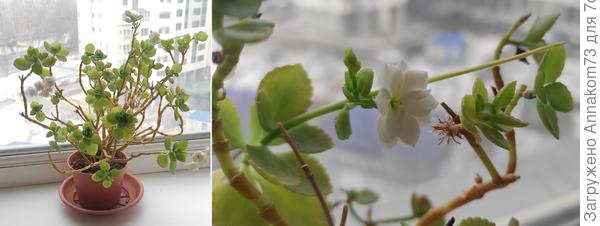 Воздушные корешки переросшего каланхоэ