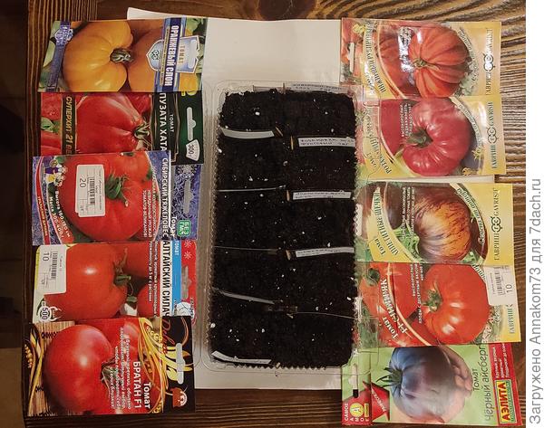 Томаты этого года