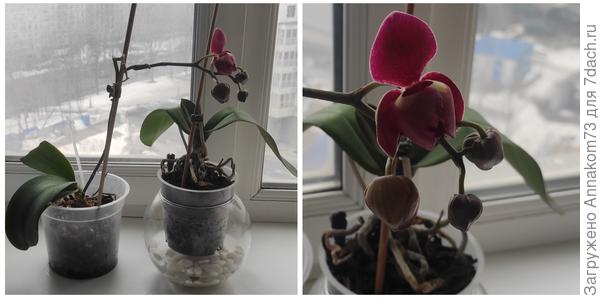 Как размножать орхидею в домашних условиях самостоятельно