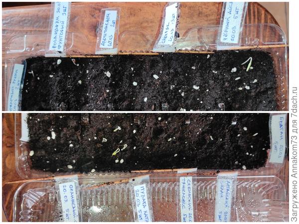 Первые всходы высоких томатов