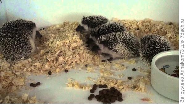 Для сравнения