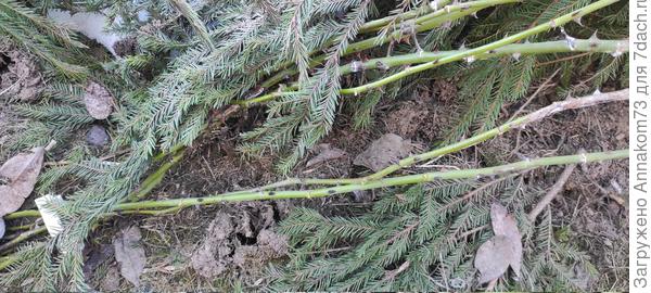 Нора у укрытия, розы целы