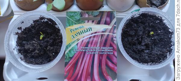 Вылез ревень в двух стаканчиках