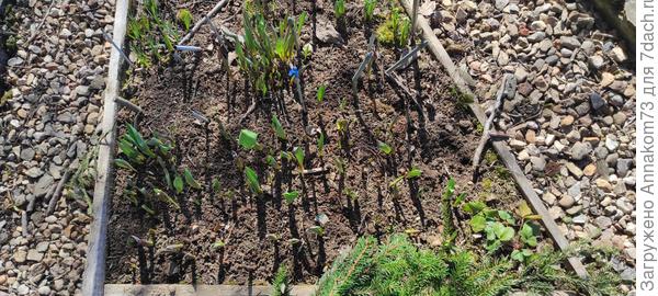 Вот что под лапником, всё тюльпаны целы.