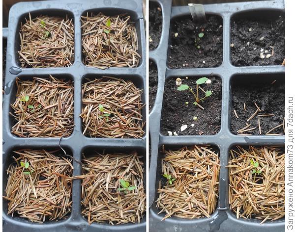 Клюква и немного земляники. Одна ячейка пустая.