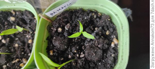 Перец с тремя семядольными листьями.