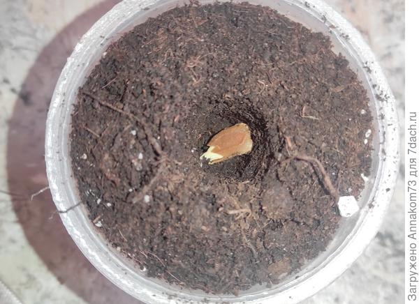 Лангенария