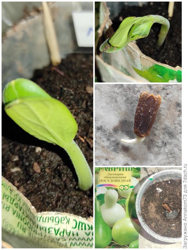 Лангенарии