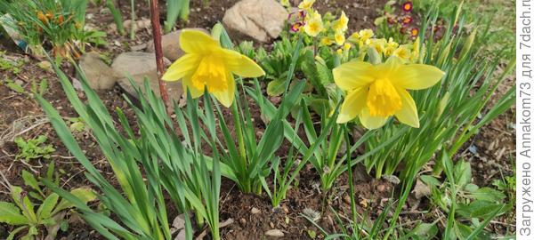 Нарциссы и примулы