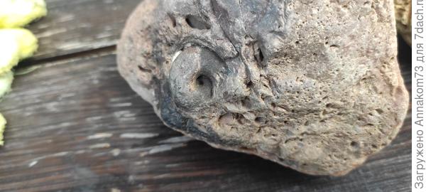 Вот вид со стороны улитки (заворота раковины)