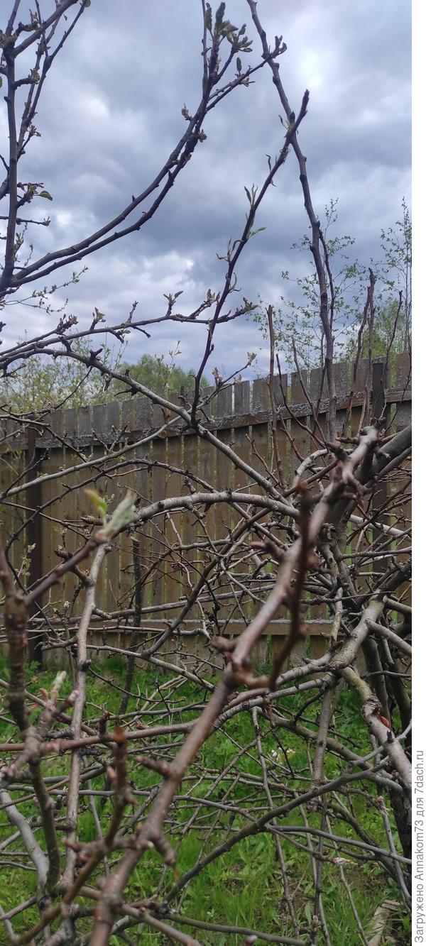 Верхняя ветка с листьями