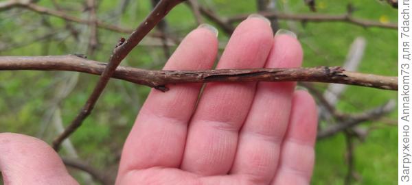 Ветки со ссохшейся корой