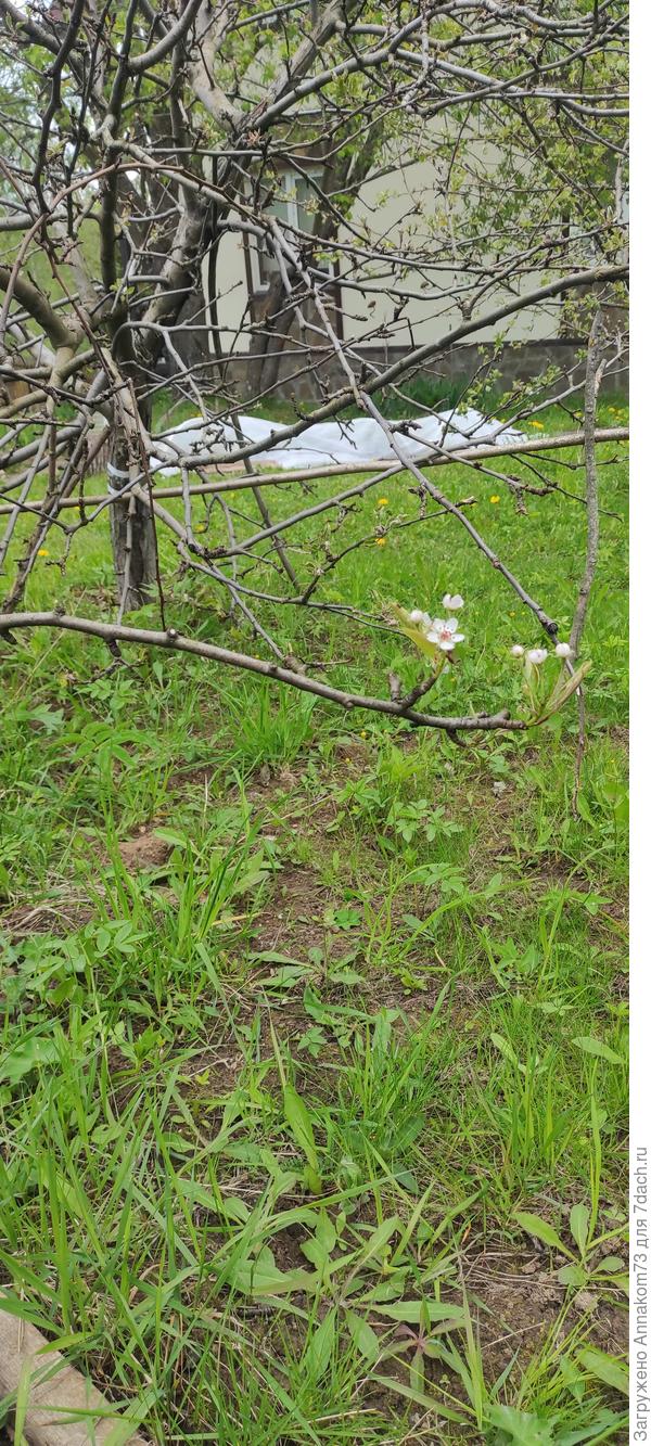 Нижняя цветущая ветка