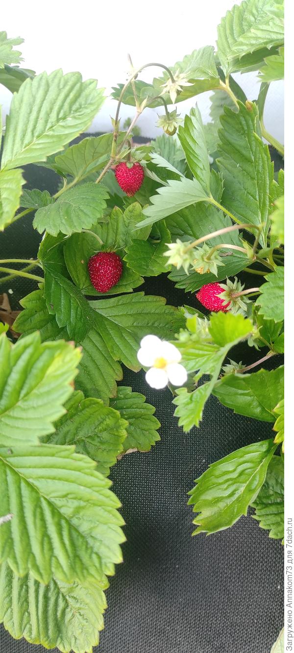 Посадка в январе, ягоды в августе