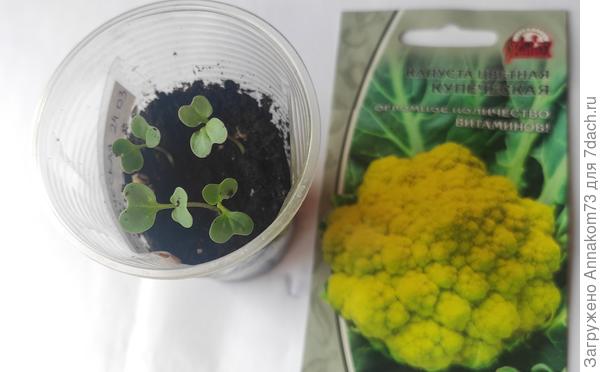 1 апреля капуста 4 дня