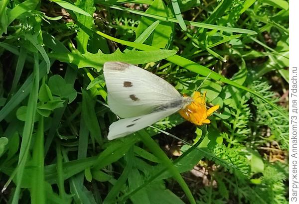 Капустница