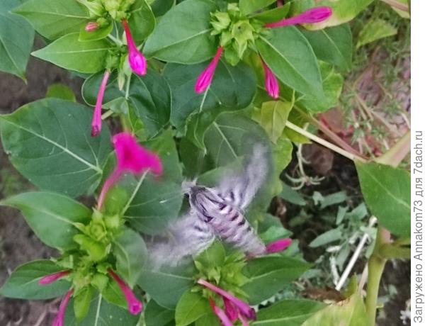 Это в Астрахани. Бабочки так быстро крыльями машут, и не садятся на цветок, что получается фото в движении.