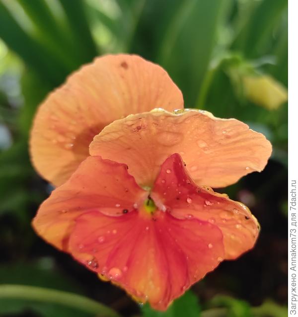 Найди паучка 🧐