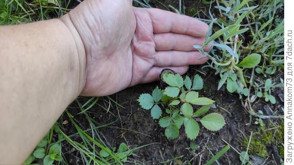Маленькая веточка