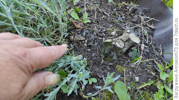 Этот хвостик в этом году приказал долго жить